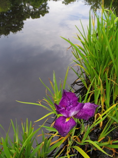 花菖蒲の池