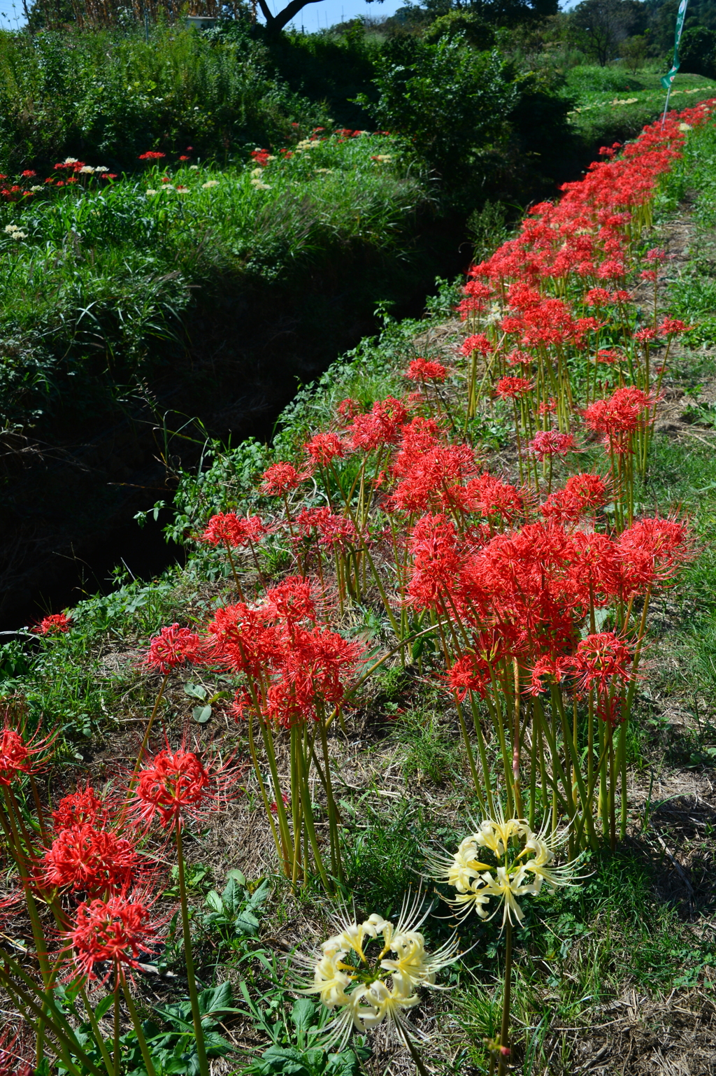川沿いの彼岸花