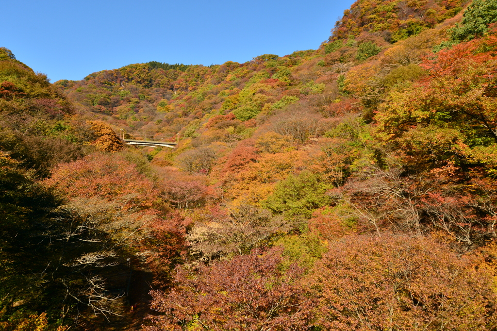 山の紅葉