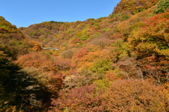 山の紅葉