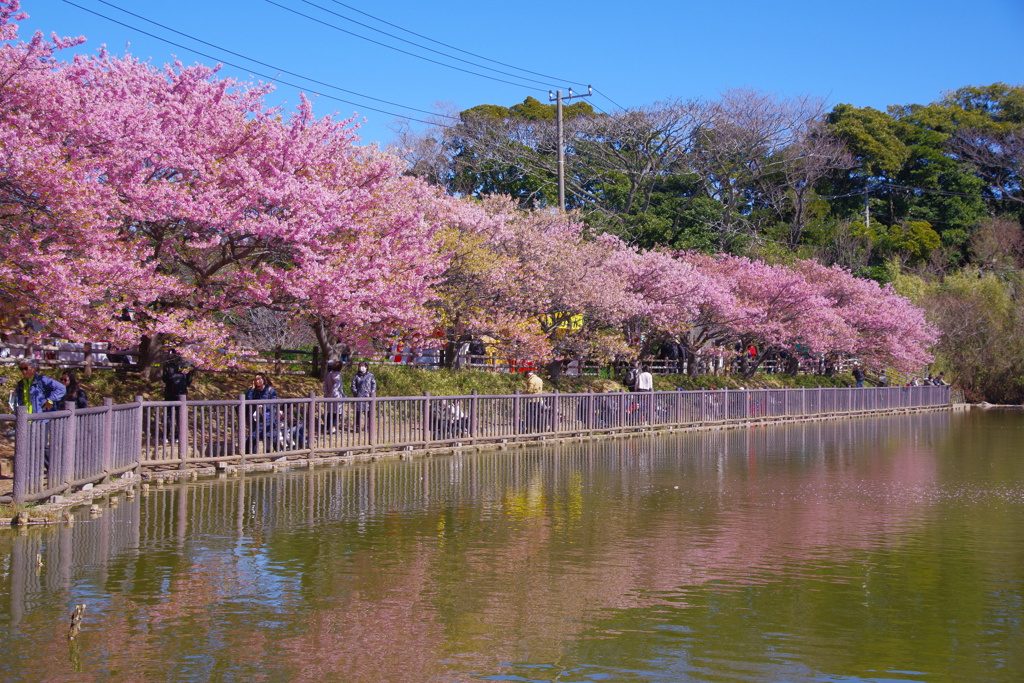 池の桜