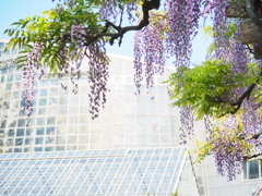 藤の輝き