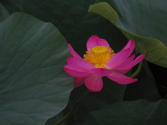蓮