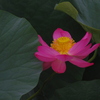 蓮