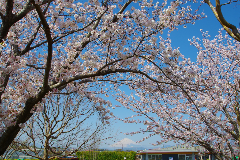 桜のむこうの富士