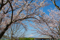 桜のむこうの富士