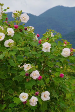 酔芙蓉