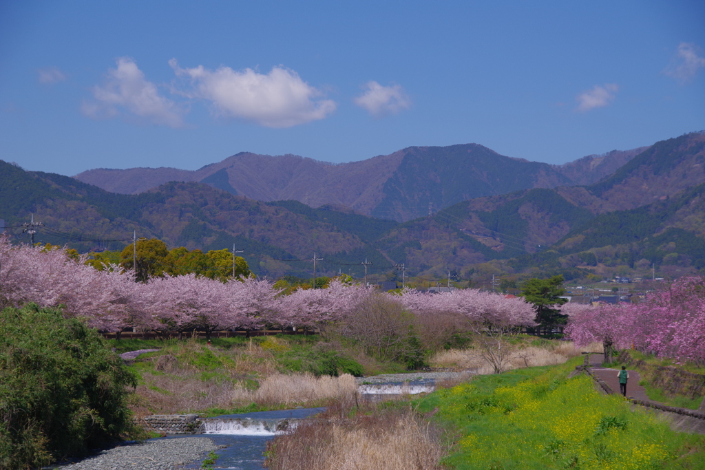 さくらの風景