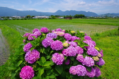 初夏の田園