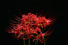 曼殊沙華