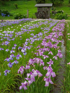 菖蒲