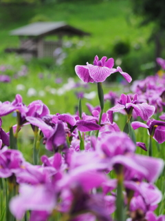 菖蒲と東屋