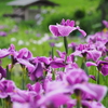 菖蒲と東屋