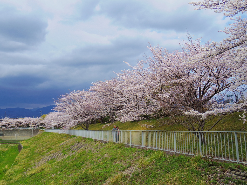 満開の桜土手