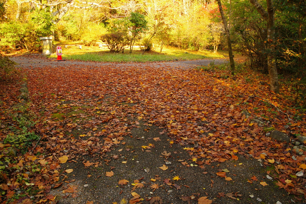 落ち葉