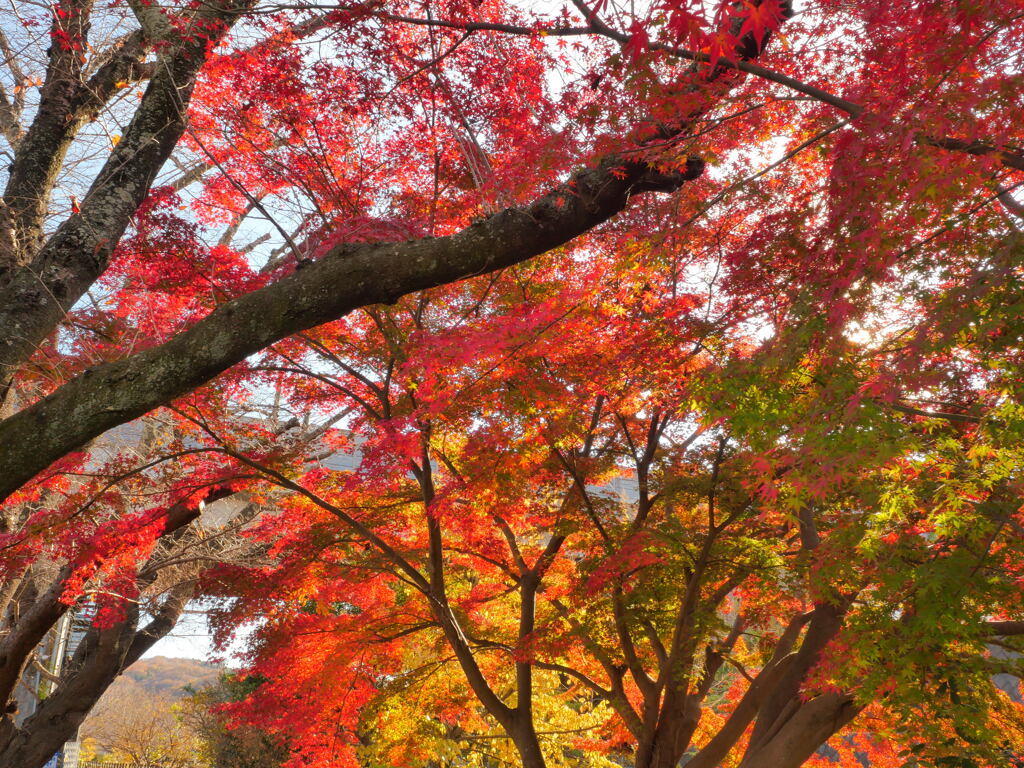 紅葉のトンネル