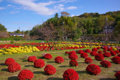 赤と黄のざる菊