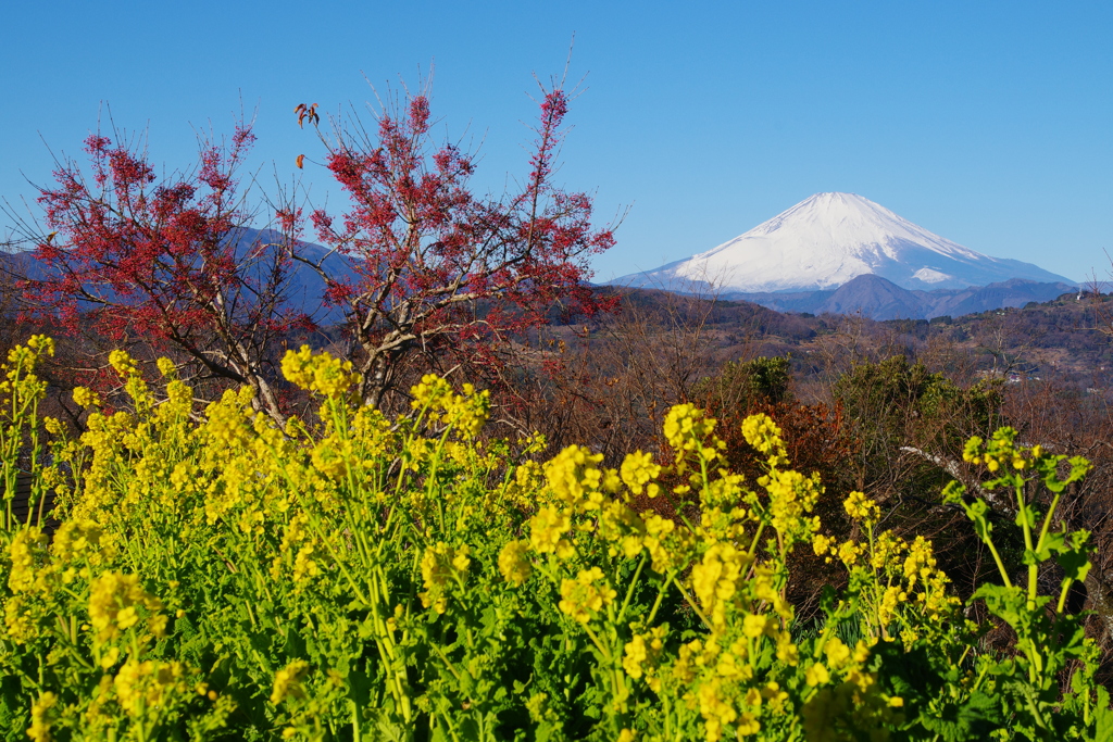 菜の花と富士山