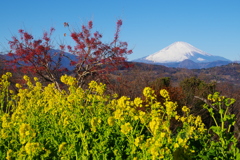 菜の花と富士山