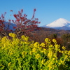 菜の花と富士山