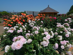 白いバラと東屋