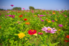 花畑