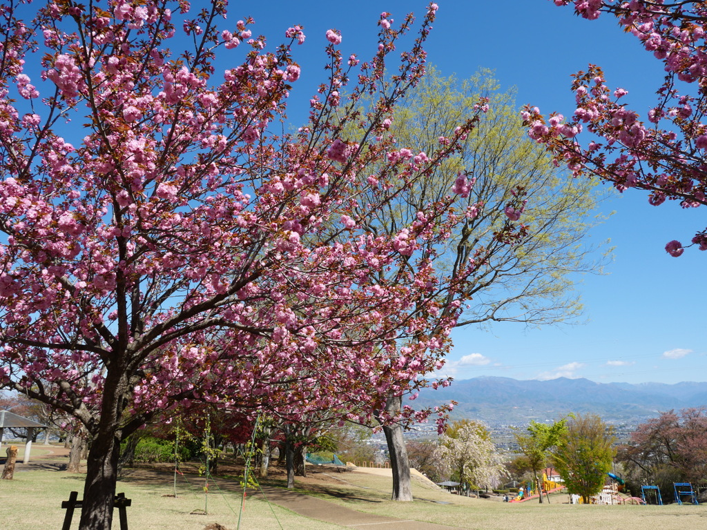 公園の春