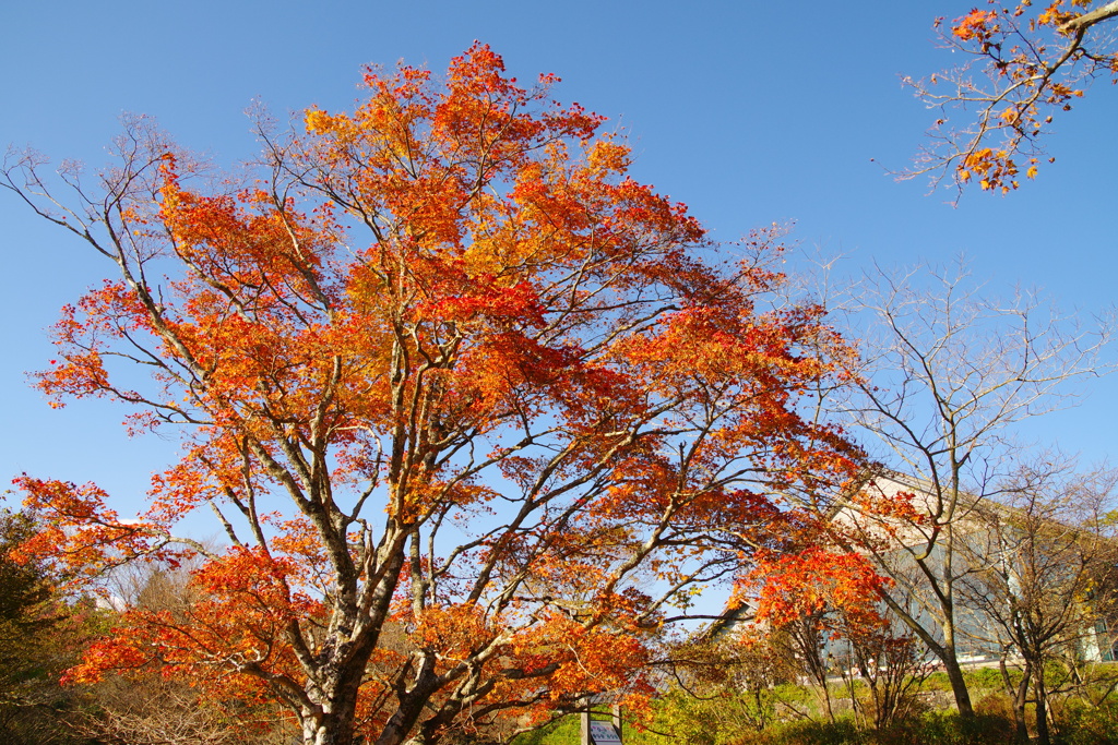 紅葉と青空