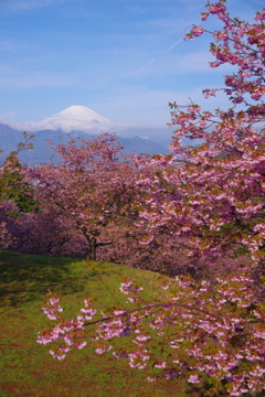 早春の富士と河津桜