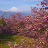 早春の富士と河津桜