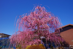 紅梅