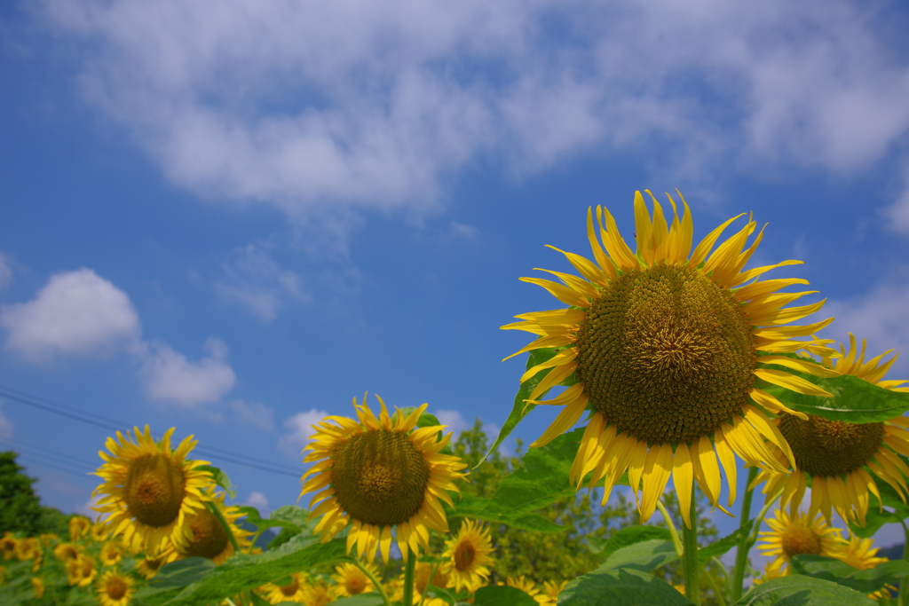 夏空のひまわり