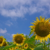 夏空のひまわり