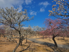 早春の紅梅白梅