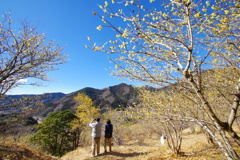 蝋梅の林の中で