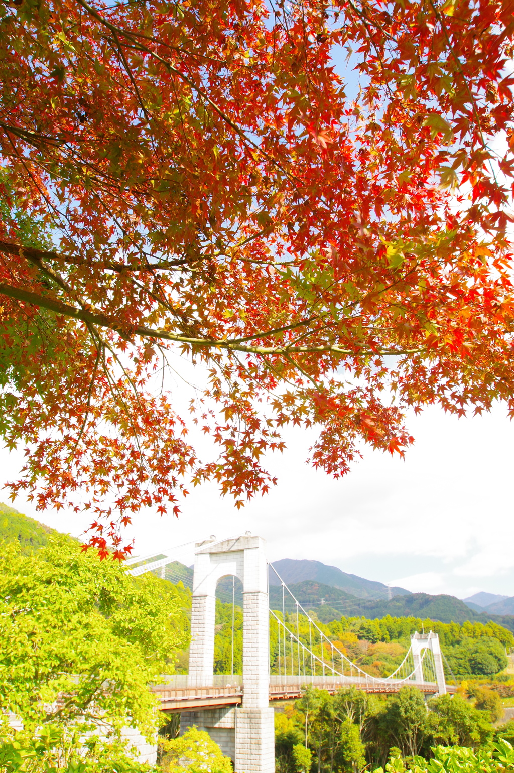 紅葉の向こう