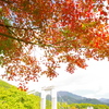 紅葉の向こう