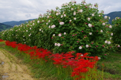 彼岸花と酔芙蓉