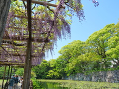 池の淵の藤