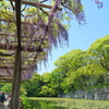 池の淵の藤