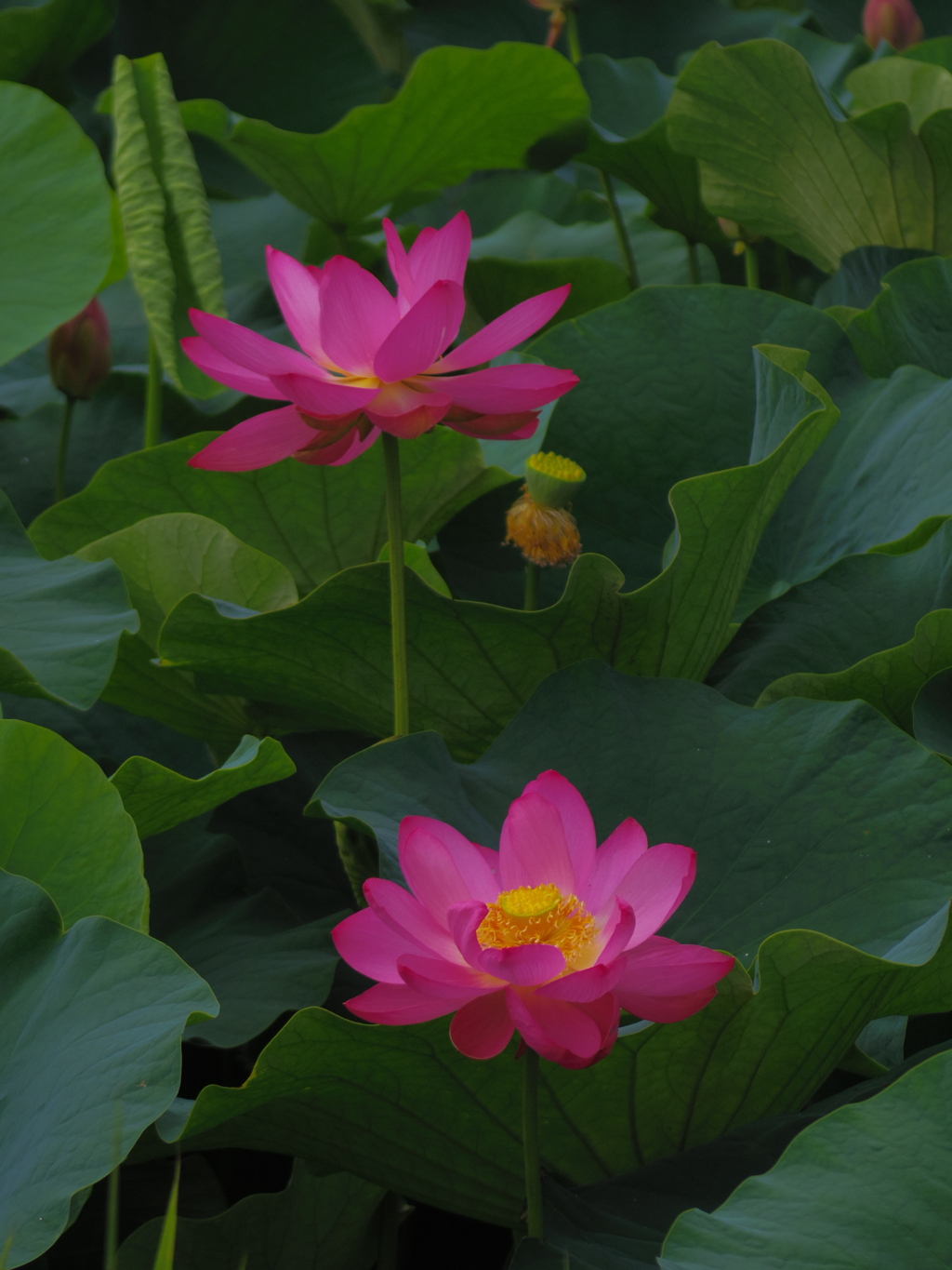 水蓮
