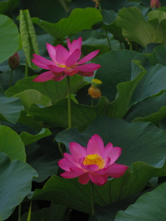 水蓮