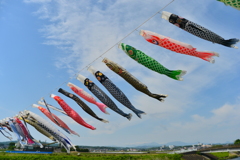 鯉のぼりの空
