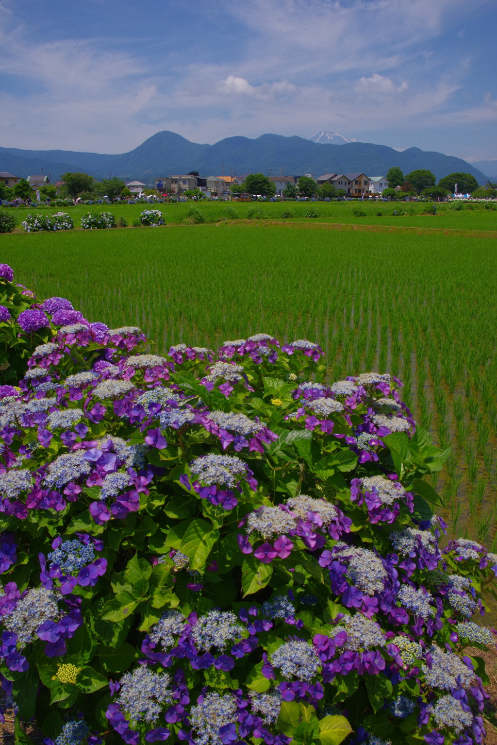 田園の風景