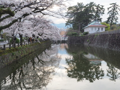 お堀の桜