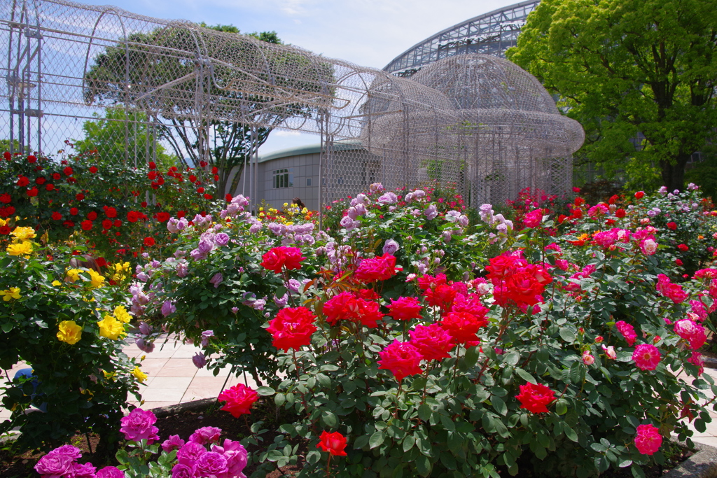 薔薇の公園