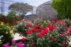 薔薇の公園