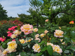 薔薇の彩り