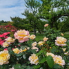 薔薇の彩り