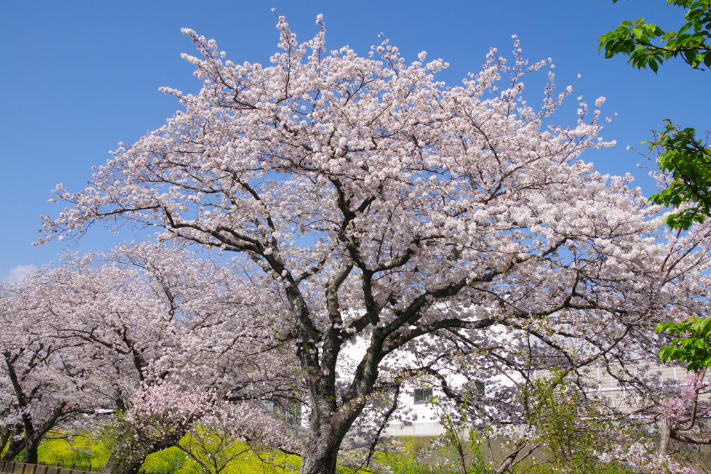 満開の桜